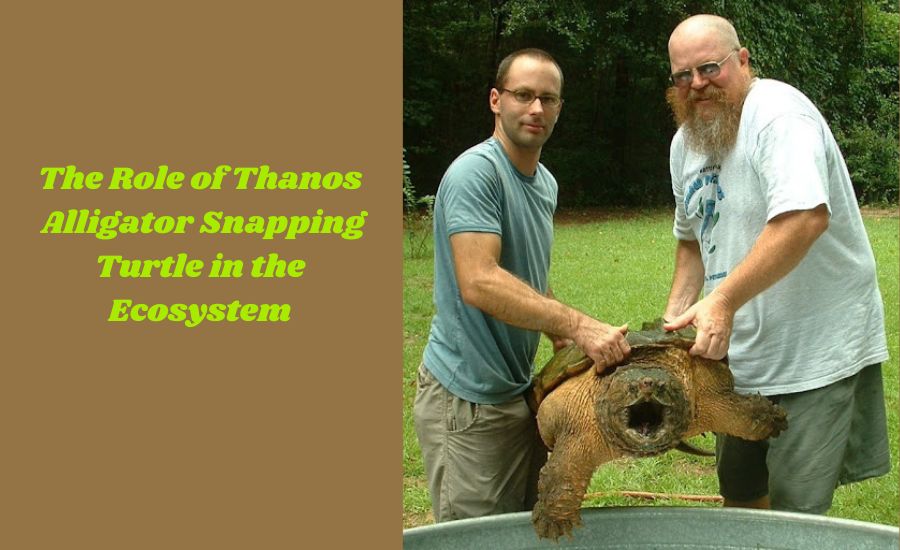 thanos alligator snapping turtle