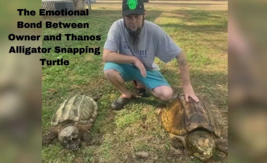 thanos alligator snapping turtle