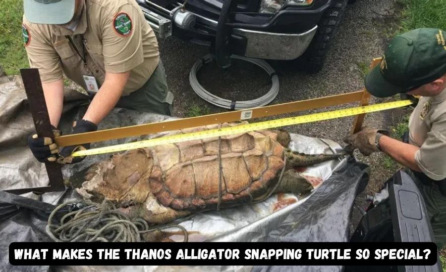 thanos alligator snapping turtle