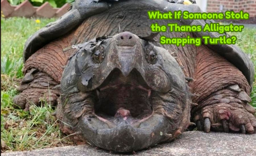 thanos alligator snapping turtle