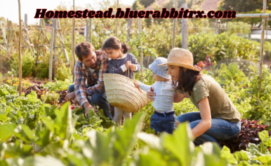 homestead.bluerabbitrx.com