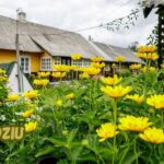 sodziu
