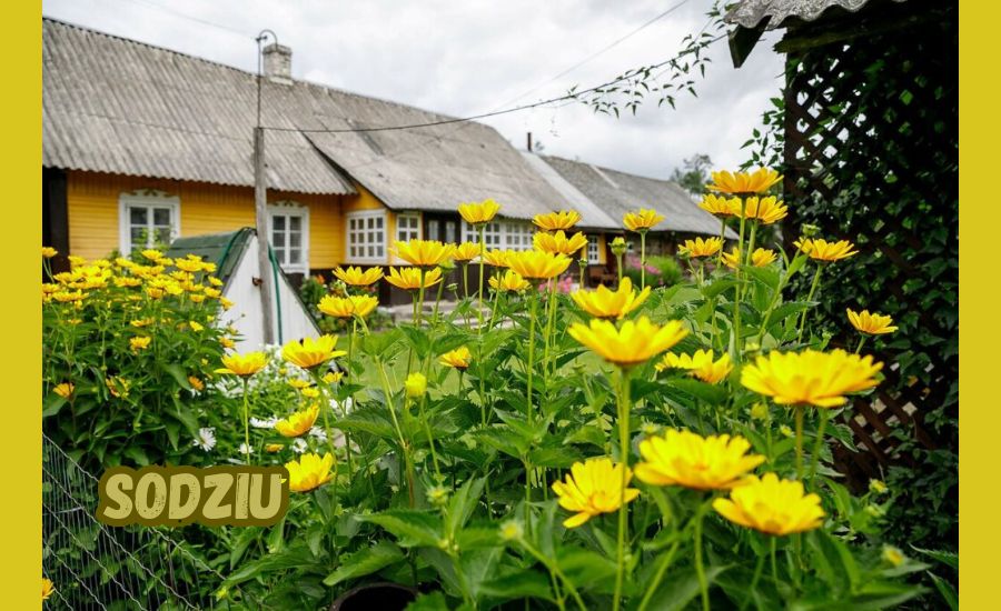 sodziu