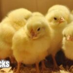 chicks