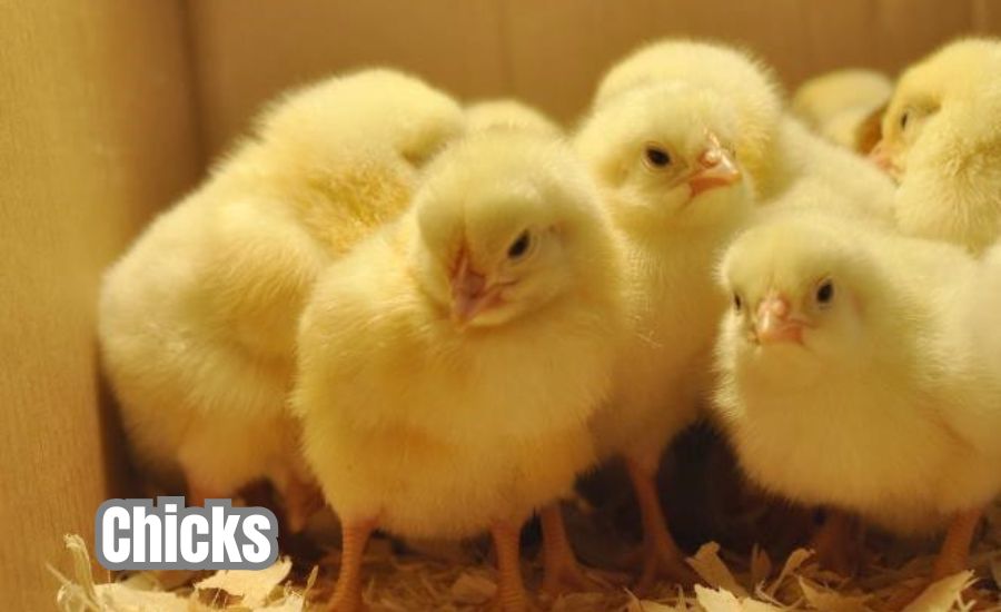 chicks