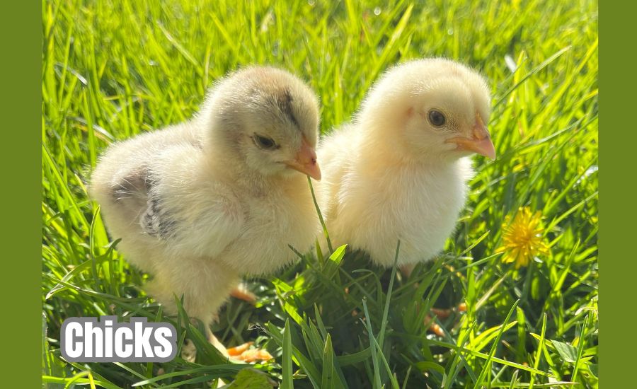 chicks
