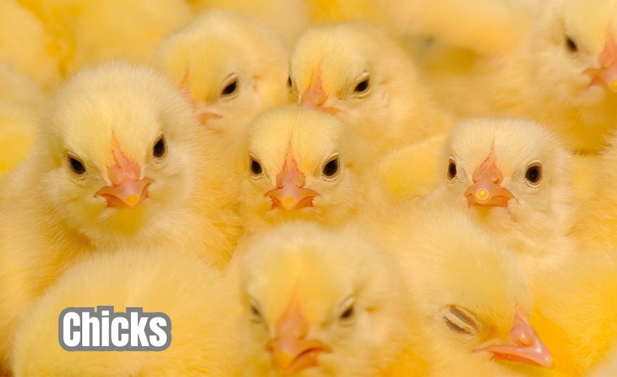 chicks