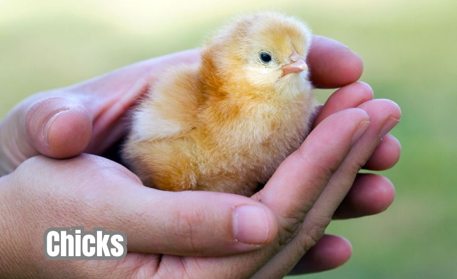 chicks